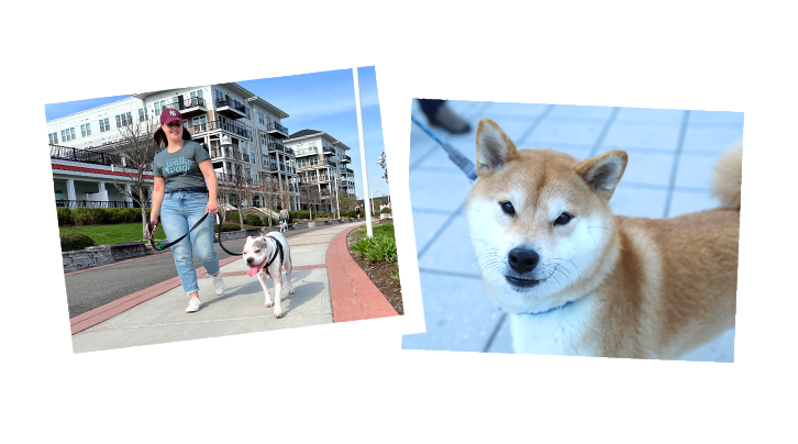 nsala_2025_walkandwag_web_image_livewalk_1b_mob