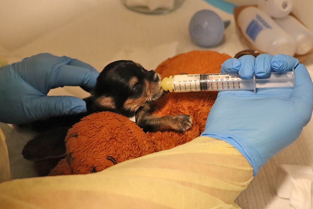 Pet Health Centers in Action