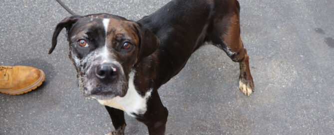 rescue story remy