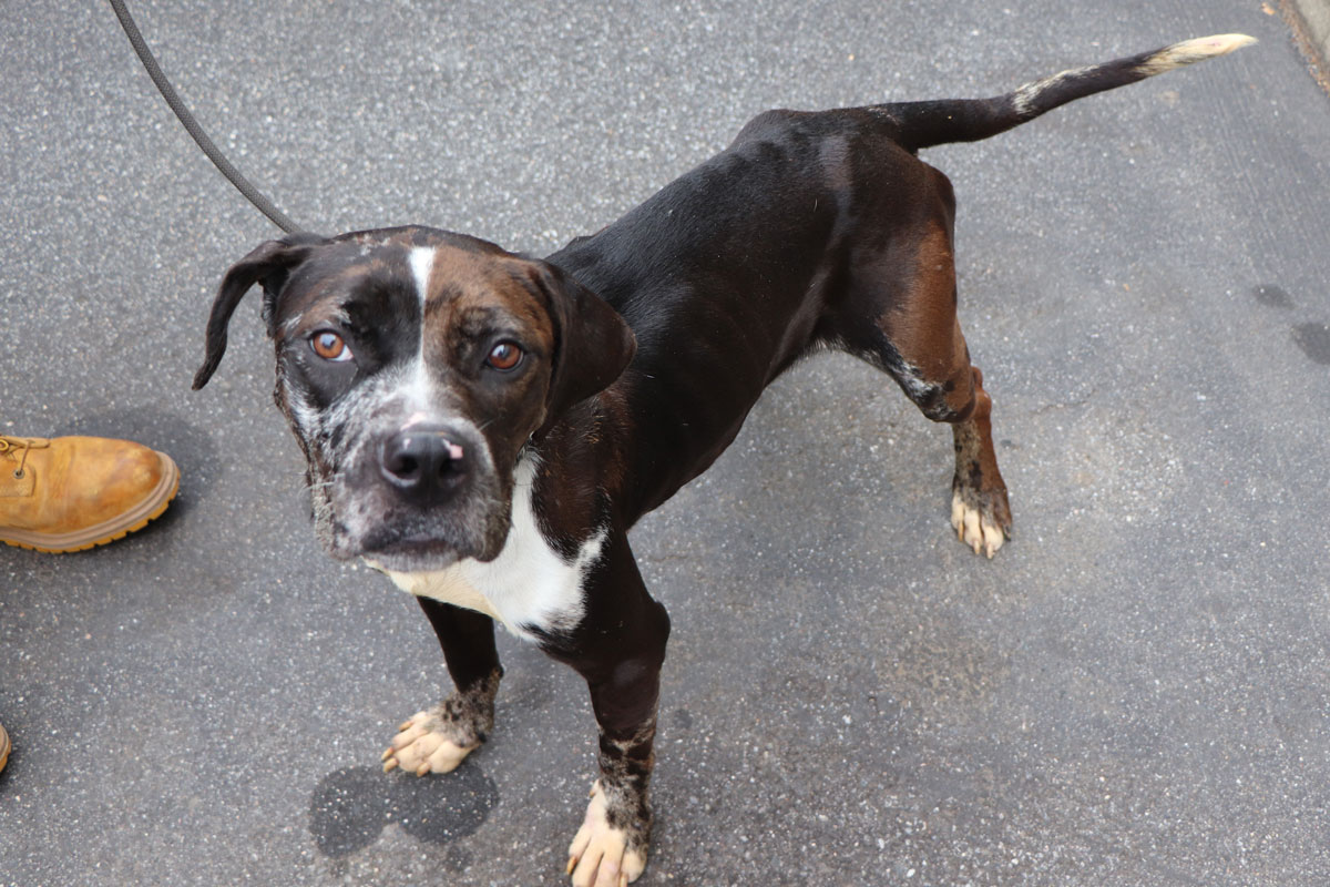 rescue story remy