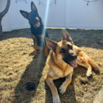 sponsor-pet-archie-july2025