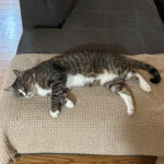 sponsor-pet-bobbi-july2025
