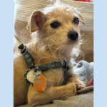 sponsor-pet-chachi-july2025