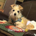 sponsor-pet-chachi-july2025a