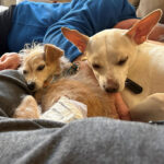 sponsor-pet-chachi-july2025b