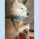 sponsor pet coco