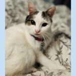 sponsor-pet-cricket-july2025b