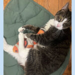 sponsor pet dempsey