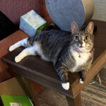 sponsor pet jacque