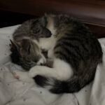 sponsor-pet-jacque-july2025a