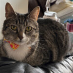 sponsor-pet-jacque-july2025c
