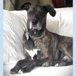 sponsor-pet-kovu-july2025a