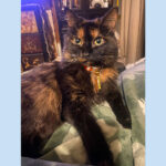 sponsor-pet-lana-july2025