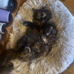 sponsor-pet-lana-july2025a