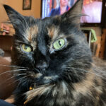 sponsor-pet-lana-july2025b