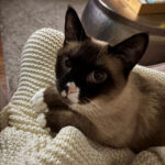 sponsor pet lincoln