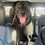 sponsor pet oliver