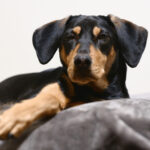 sponsor-pet-shakespeare-july2025a