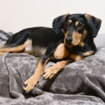 sponsor-pet-shakespeare-july2025b
