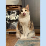 sponsor-pet-snowie-july2025a