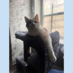 sponsor-pet-snowie-july2025b