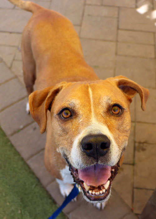 t76287-bernie-male-adult-tan-white-hound-mix-061824e