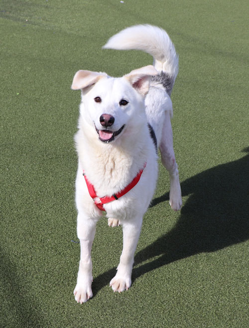 tx2145-bentley-male-young-white-mix-breed-021925b