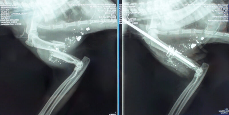 web-hmh-brewster-before-after-xray Help Brewster Heal