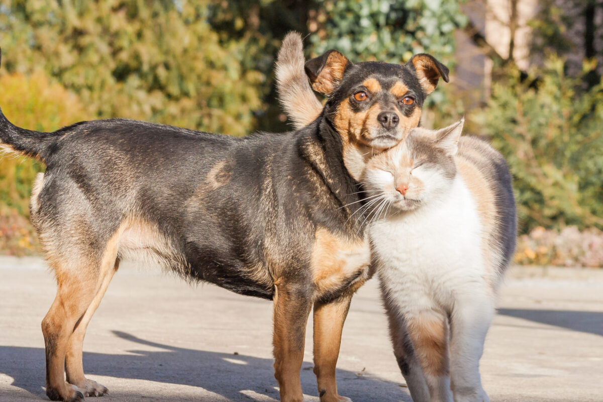 dog and cat friendship