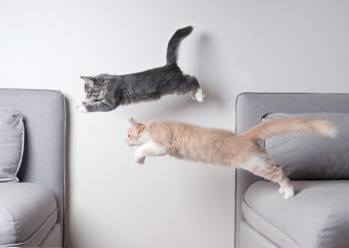 jumping cats