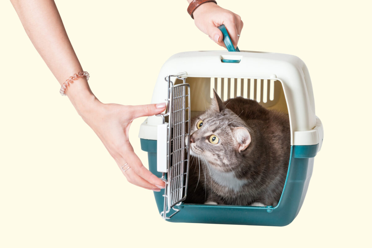 Hand carrying cat in a cage in veterinary clinic isolated on colored background