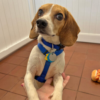 e4078-hoot-male-youn-adult-tri-color-beagle-080525b hoot beths blog