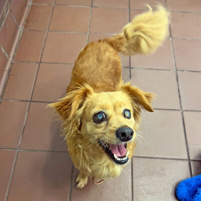 e4082-lenora-female-adult-tan-spaniel-chihuahua-mix-080525 lenora beths blog
