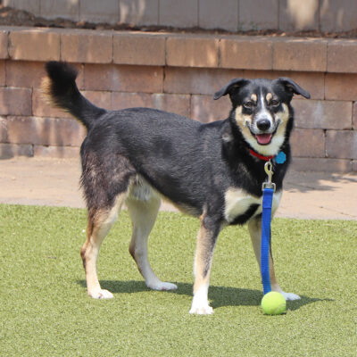 e4089-gabriel-male-black-tan-adult-shepherd-mix-080725a Gabriel, E4089