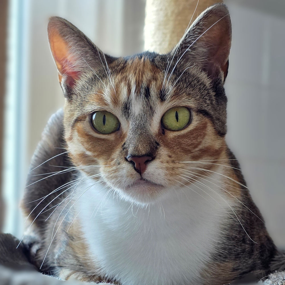 Meet Dandelion