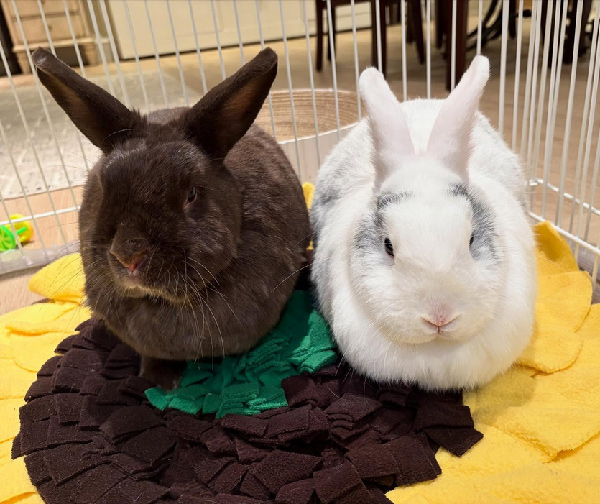 beths-blog-sept25-sunnybunny-and-stephen-heavensent Spokesbuns Sunnybunny and Stephen Heavensent