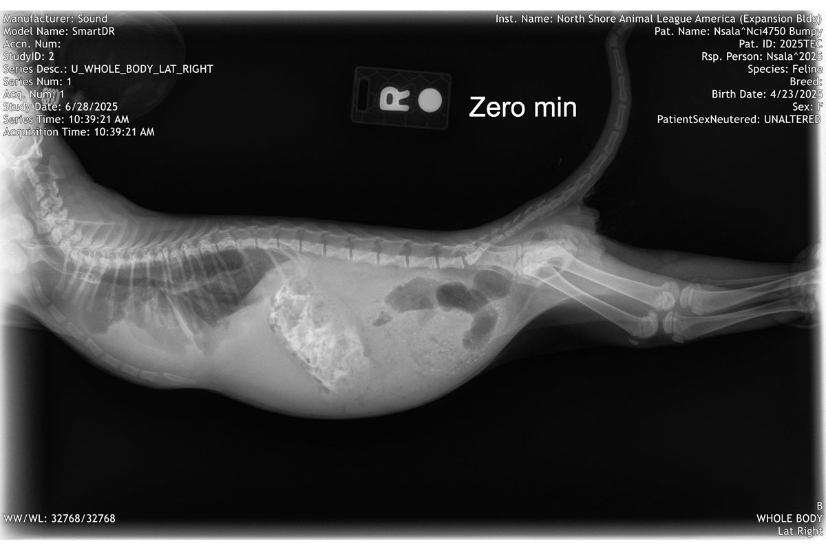 bumpy-xray-IMG1