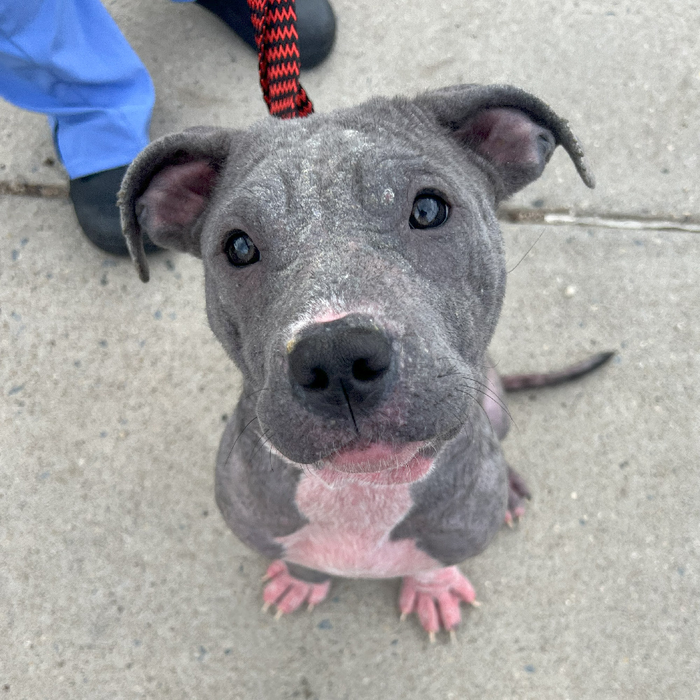 Help Rosie Heal