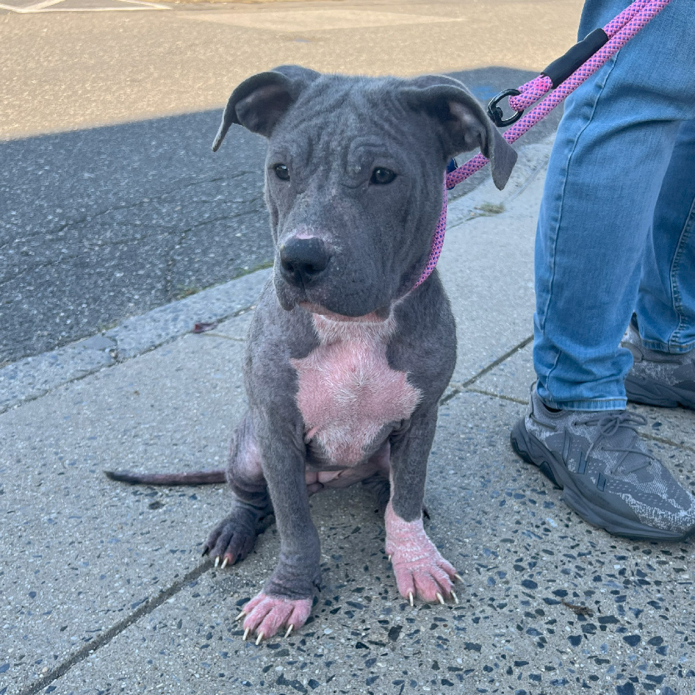 Help Rosie Heal