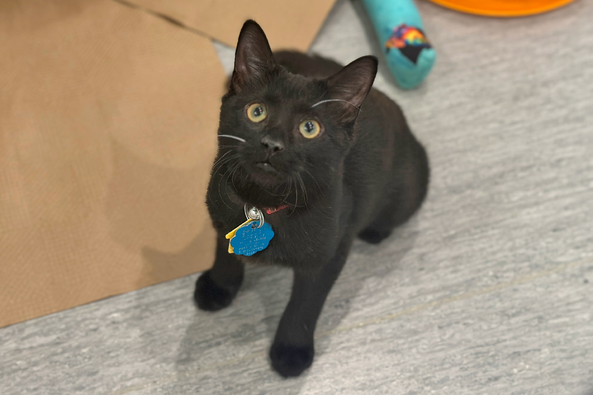 nci4750-bumpy-female-kitten-black-dsh-091125 Bumpy