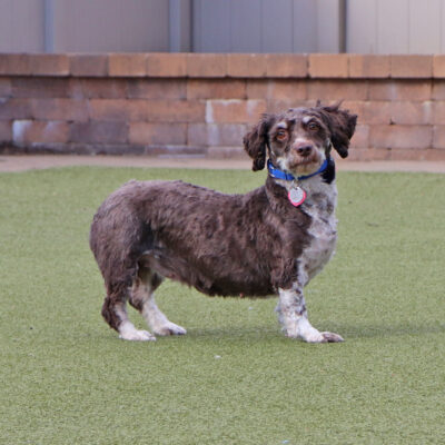 pm6435-camilla-twinkie-female-adult-brown-white-havanese-012825b Camilla, PM6435