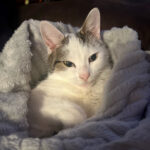 Cricket, 090225a