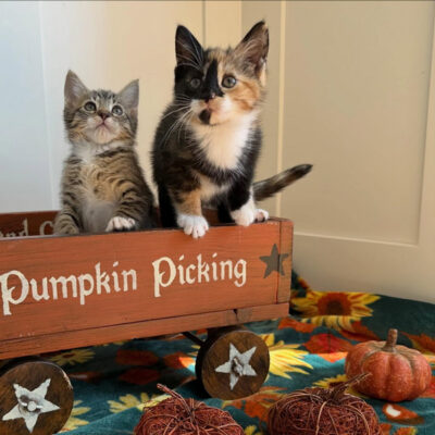 beths-blog-oct25-pumpkin-kittens Pumpkin Kittens