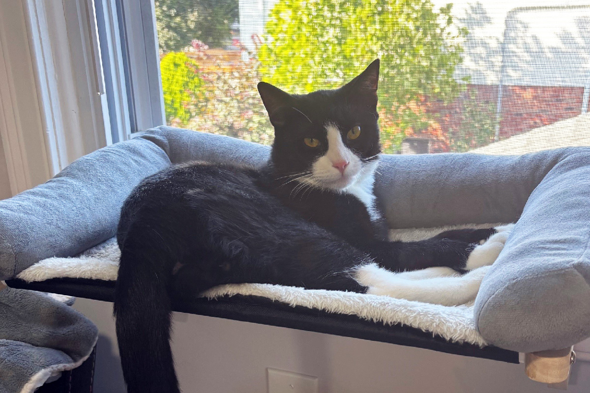 Brewster at home.