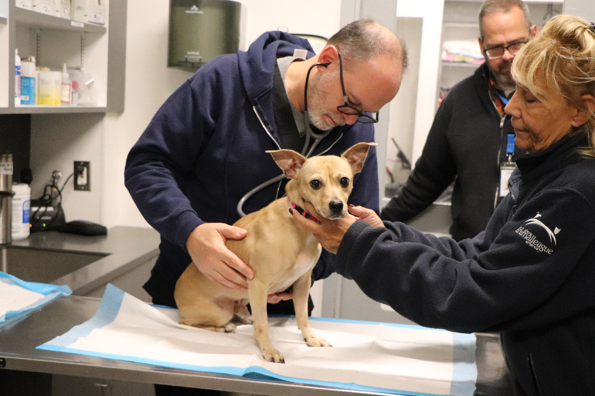 Help Dobby Heal