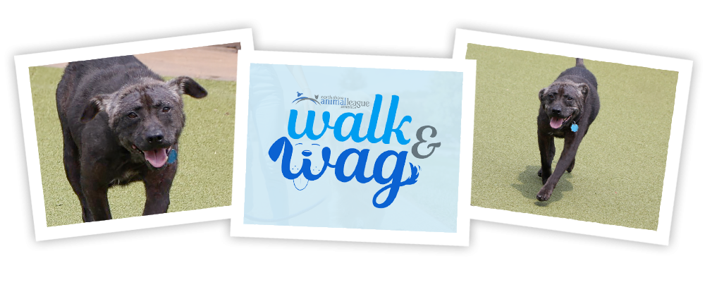 nsala_2025_walkandwag_web_image_ambass_can_page_1a