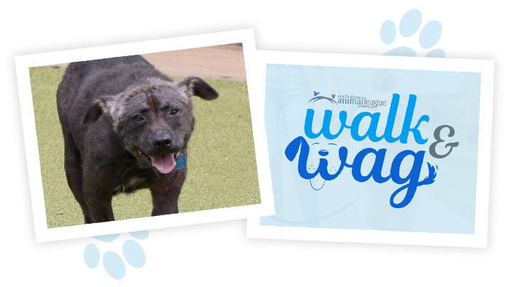 nsala_2025_walkandwag_web_image_ambass_page_can_1a_mob