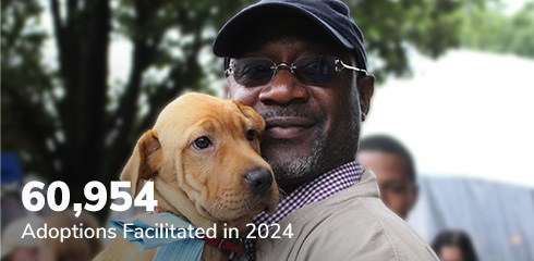 60,954 Adoptions Facilitated in 2024