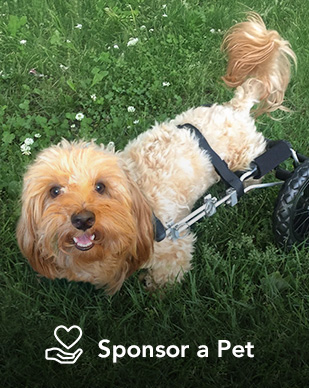 Sponsor a Pet