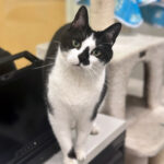 Sponsor Pet Tommy H